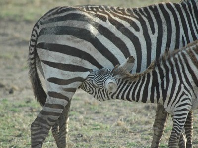Kenya - Safari sulle tracce dei Big Five