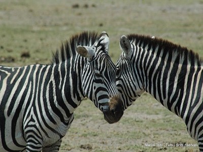 Kenya - Safari Tsavo East + Amboseli - 2 Notti